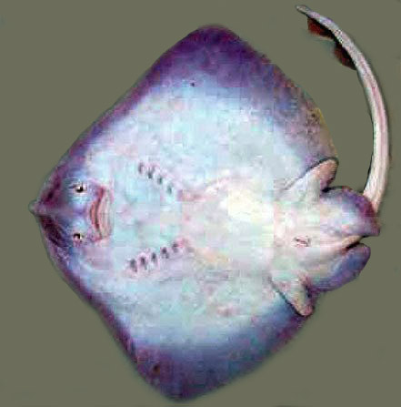 Raja polystigma_018.jpg